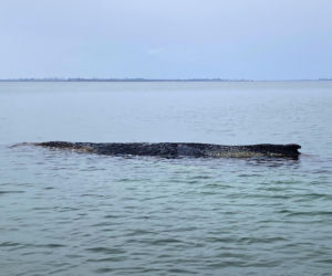 Humbak utknął u północnych wybrzeży Niemiec