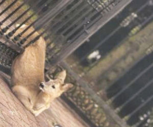 Myśleli, że to zwykły poranek. Nagle zobaczyli sarnę w pułapce