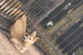 Myśleli, że to zwykły poranek. Nagle zobaczyli sarnę w pułapce