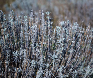 Lawenda na wiosnę wygląda fatalnie? Sprawdź, jak ją uratować