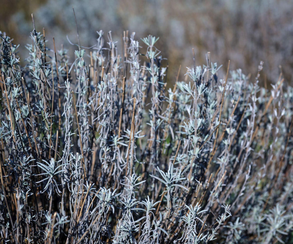 Lawenda na wiosnę wygląda fatalnie? Sprawdź, jak ją uratować