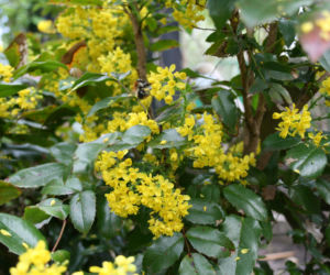 Mahonia pospolita