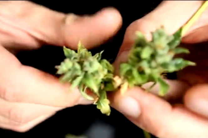 Dobre Geesy i Ganja Mafia. To się ogląda na YouTube