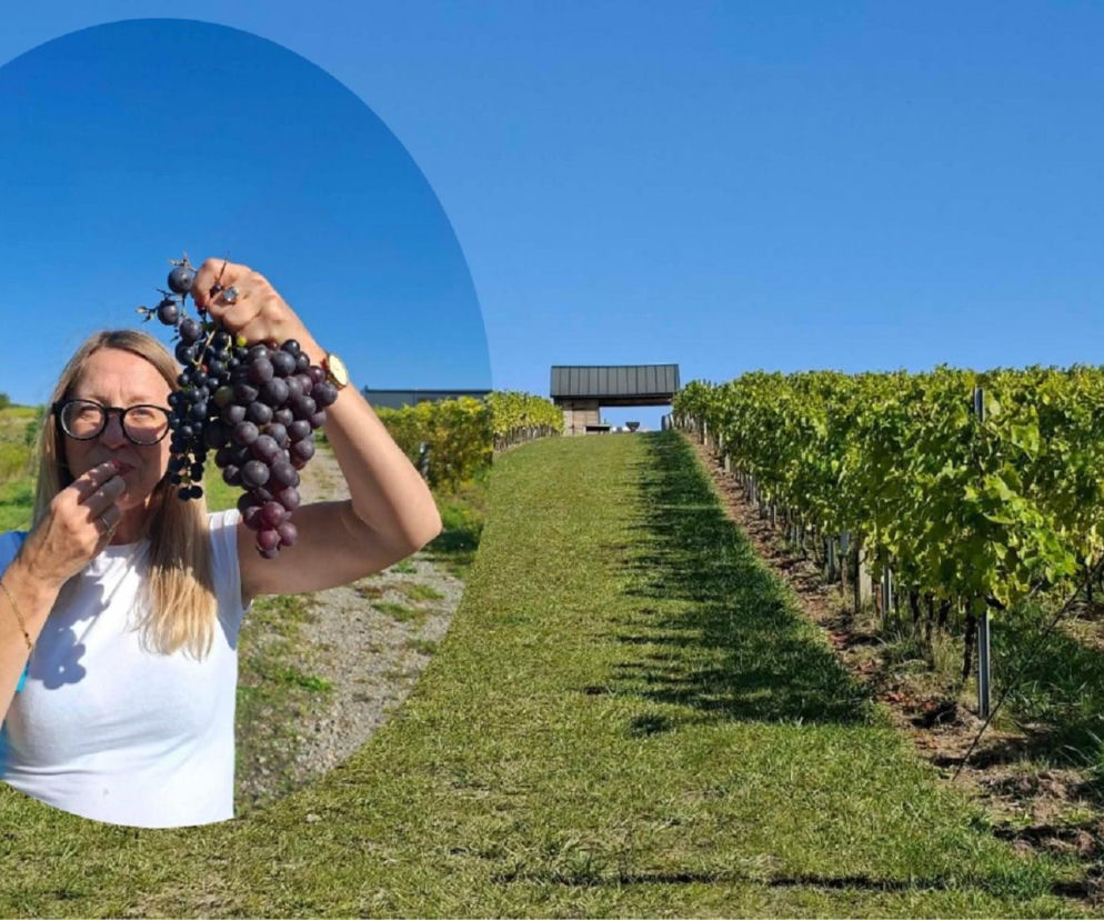 Rzędy winorośli w winnicy TERRA w Malicach Kościelnych. Na miniaturze kobieta trzymająca ciemne winogrona. Czytaj na Eska Starachowice.