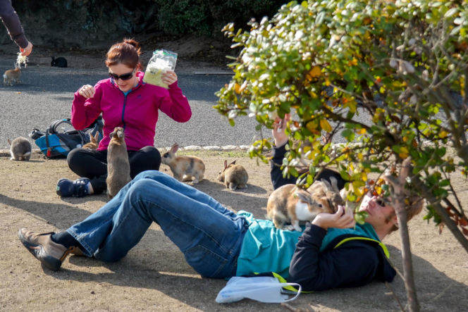 Wyspa, na której żyje więcej królików niż ludzi. Ma mroczną przeszłość