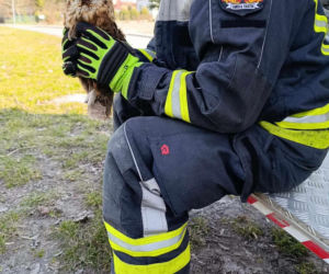 Nietypowa akcja ratunkowa. Sowa uwolniona z sieci