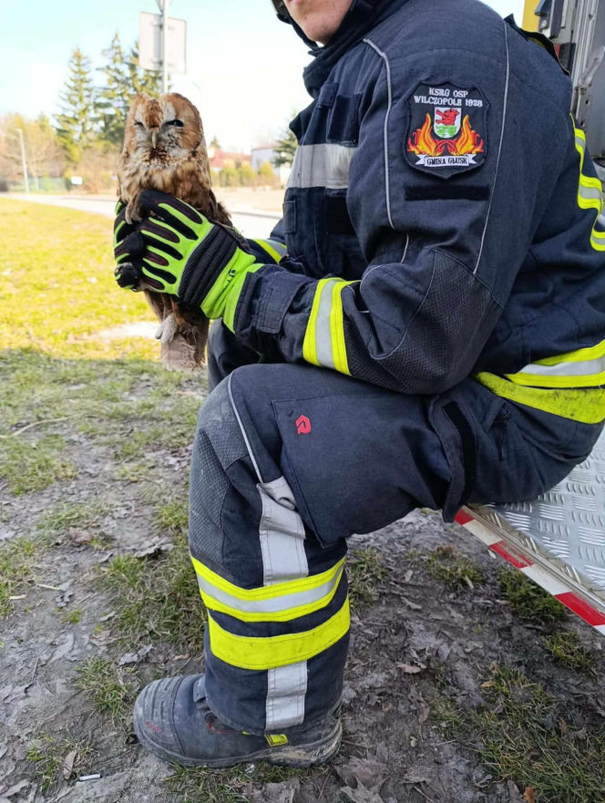 Nietypowa akcja ratunkowa. Sowa uwolniona z sieci