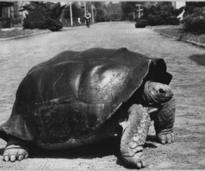Zoo we Wrocławiu ma już 155 lat