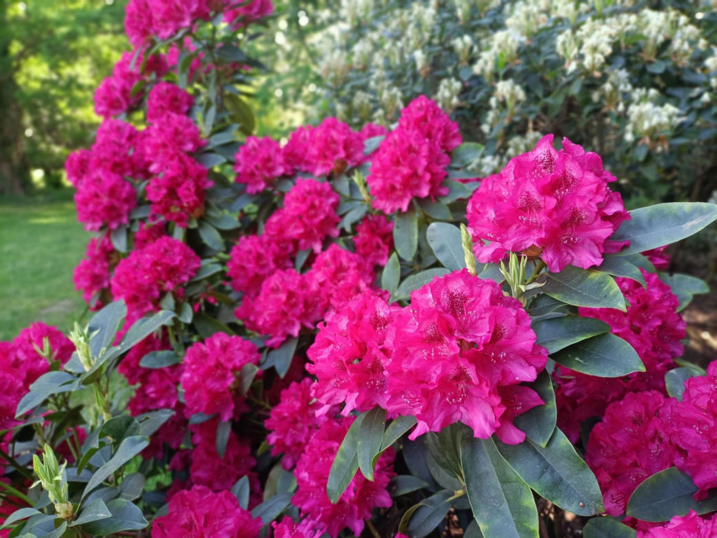 Arboretum Kórnickie - raj dla miłośników pięknych roślin