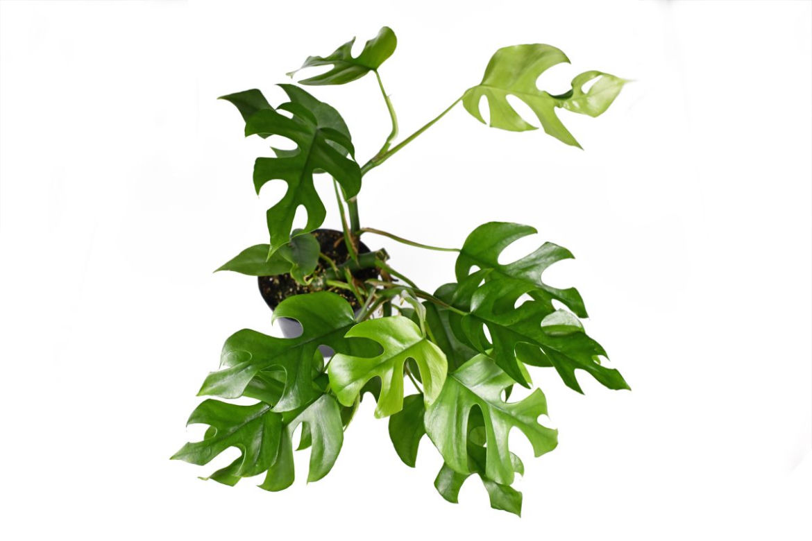 Monstera minima