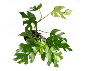 Monstera minima