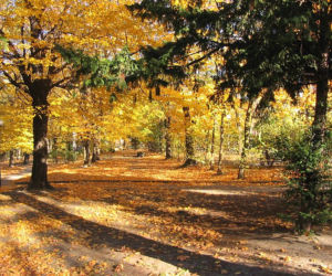 Park Tysiąclecia