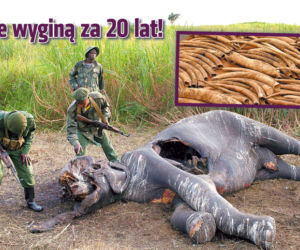 Słonie wyginą za 20 lat! 
