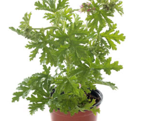 Pelargonia pachnąca