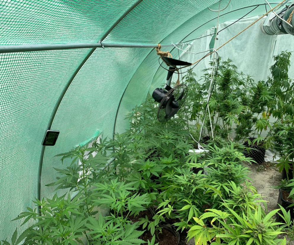 Potężna plantacja konopi pod Bochnią. Kobieta miała 116 krzaków