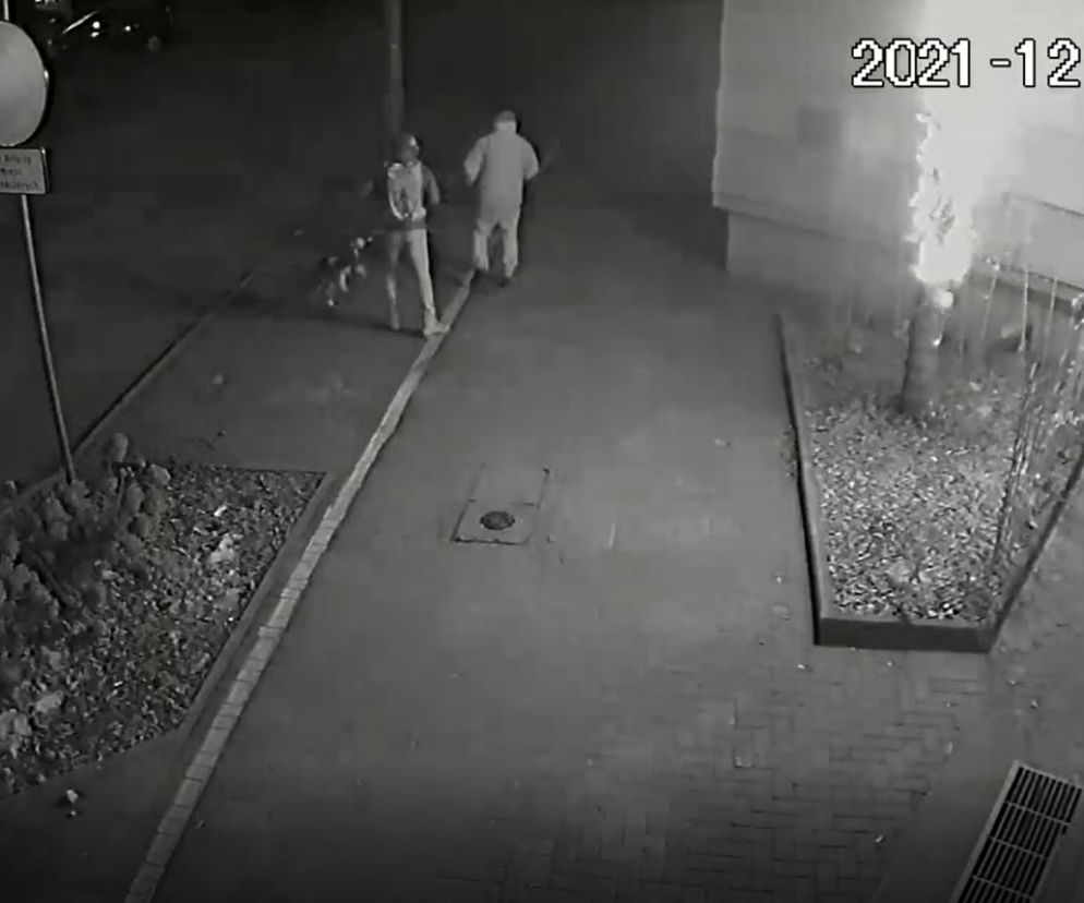 Palma przy siedzibie strostwa została zniszczona