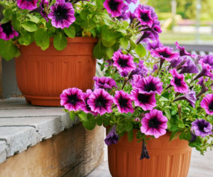 Petunia ogrodowa