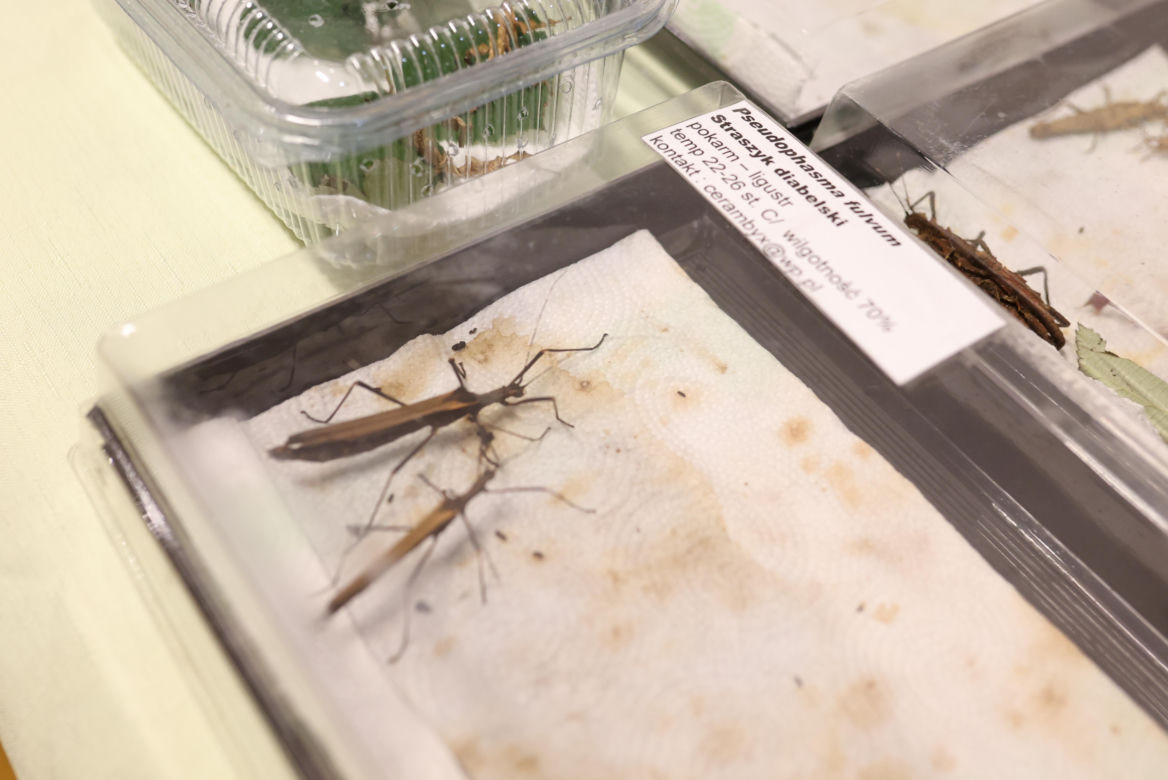 I Międzynarodowy Dzień Wymiany Owadów i Targi Entomologiczne w Bytomiu