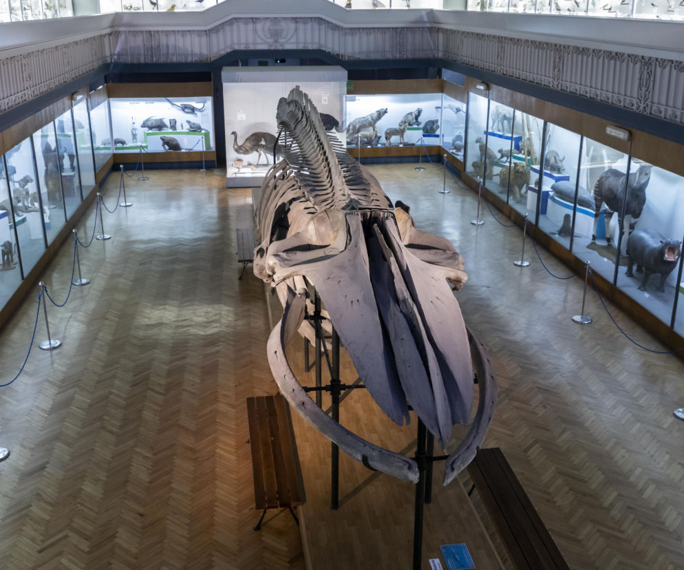 Szkielet ogromnego płetwala błękitnego we wrocławskim Muzeum Przyrodniczym