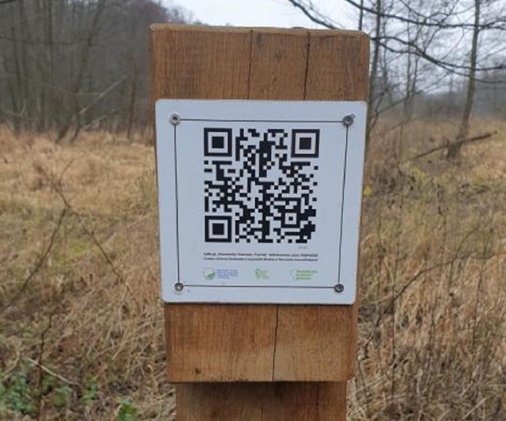 kody QR w Puszczy Kozienickiej 