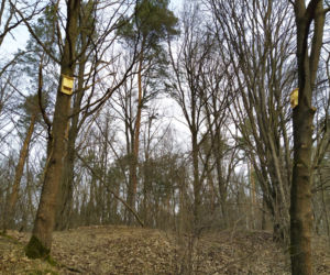 Siedlczanie szukali pierwszych śladów wiosny wraz z leśnikami z Nadleśnictwa Siedlce
