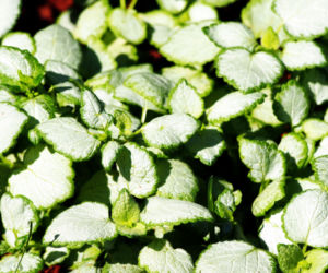 Jasnota plamista 'White Nancy'