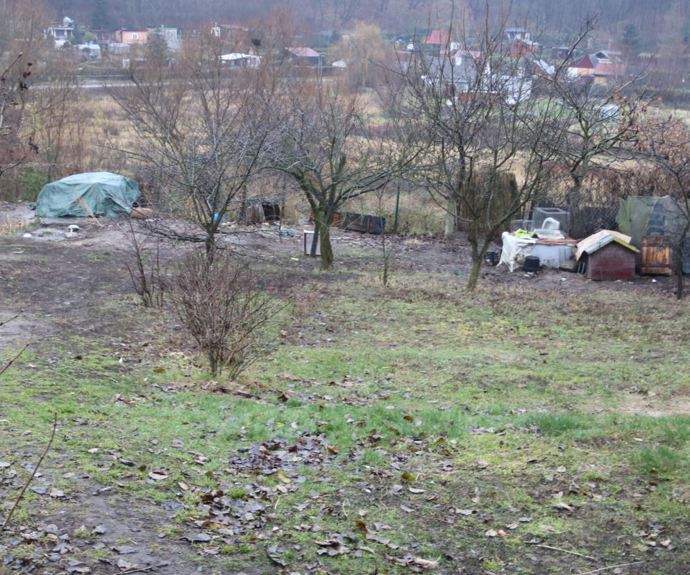 Na działce leżały szczątki 15 psów