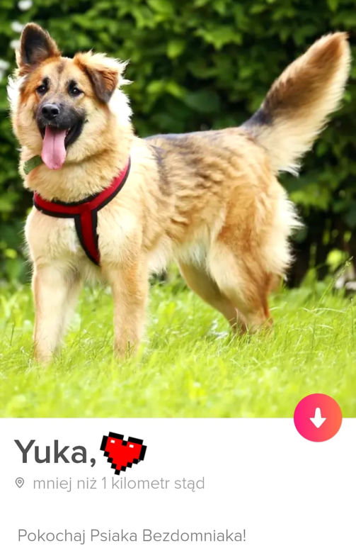 Bezdomne psiaki szukają nowego domu na Tinderze. To nowa akcja organizacji "Bieg na sześć łap"