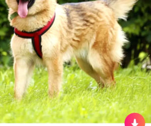 Bezdomne psiaki szukają nowego domu na Tinderze. To nowa akcja organizacji Bieg na sześć łap