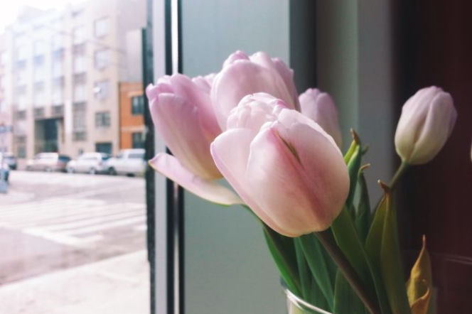 Tulipany