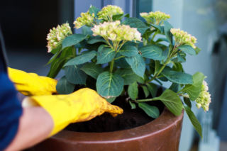 Ziemia ogrodowa. Ile zapłacisz za podłoże pod hortensje, borówkę czy azalie w kwietniu 2026?