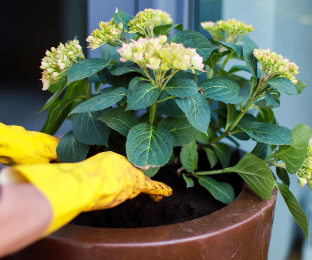 Ziemia ogrodowa. Ile zapłacisz za podłoże pod hortensje, borówkę czy azalie w kwietniu 2026?