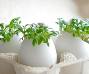 Jak wyhodować rzeżuchę w 5 dni? Sprawdzony sposób na Wielkanoc