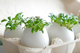 Zapomniałeś posiać rzeżuchę? Spokojnie, ten prosty trik sprawi, że urośnie w 5 dni, a nie w 10