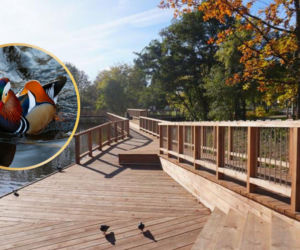 Egzotyczny gość nagle pojawił się w Białymstoku. Spotkasz go w zrewitalizowanym stawie przy ul. Bema