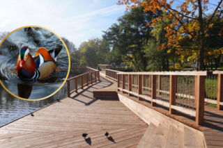 Egzotyczny gość nagle pojawił się w Białymstoku. Spotkasz go przy ul. Bema