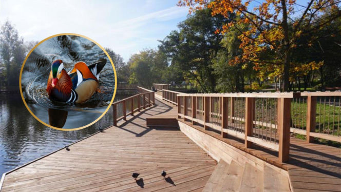 Egzotyczny gość nagle pojawił się w Białymstoku. Spotkasz go w zrewitalizowanym stawie przy ul. Bema