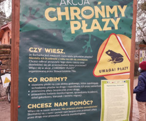 Ochrona żab na Barbarce