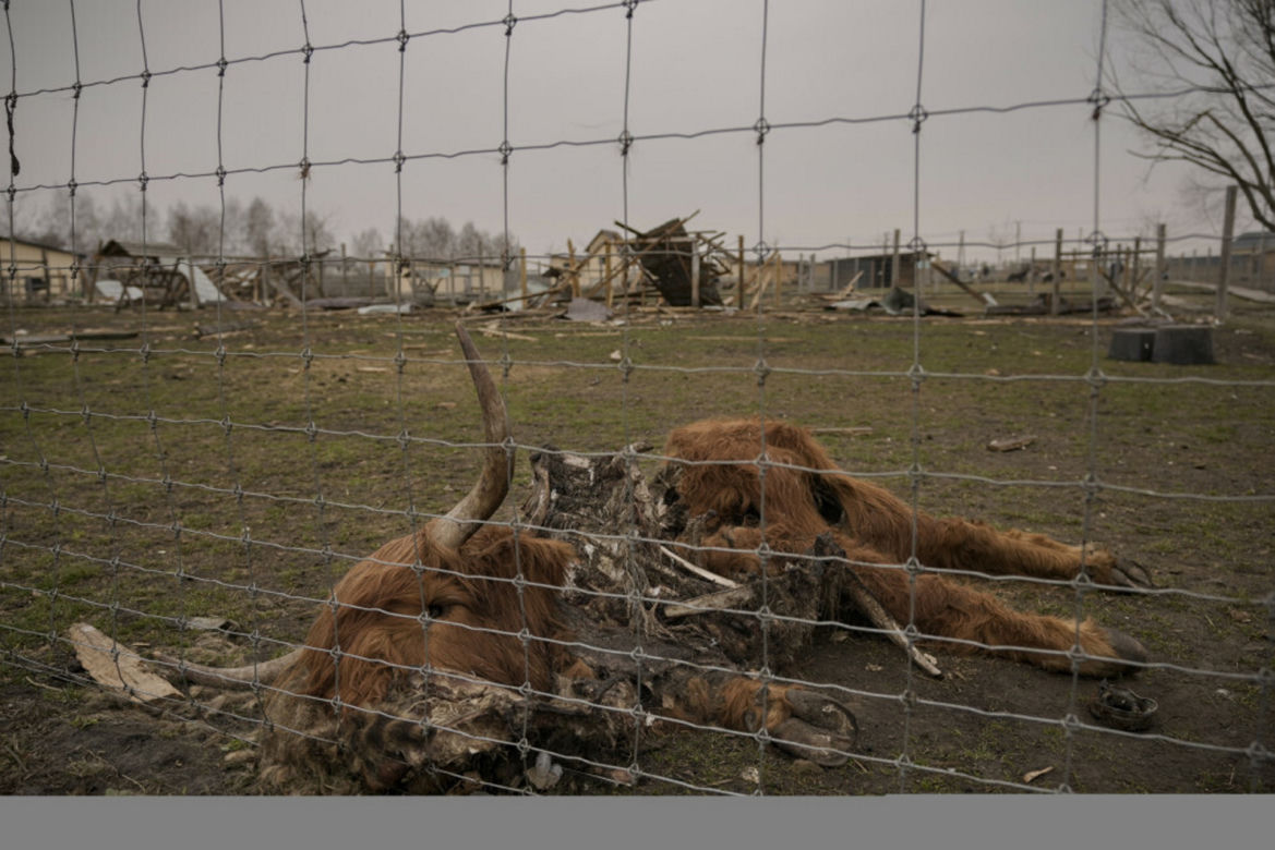 Wojska Putina specjalnie zbombardowały zoo! Zginęły setki zwierząt