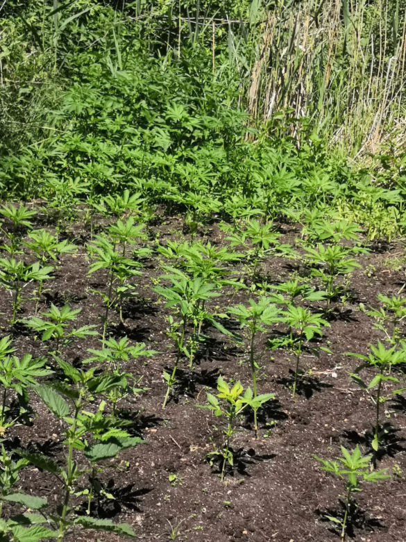 Dzielnicowy odnalazł plantację w lesie niedaleko Torunia. 33-latkowi grozi 8 lat więzienia