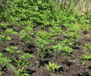 Dzielnicowy odnalazł plantację w lesie niedaleko Torunia. 33-latkowi grozi 8 lat więzienia