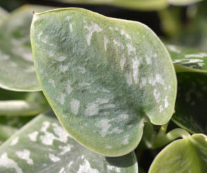 Scindapsus pstry