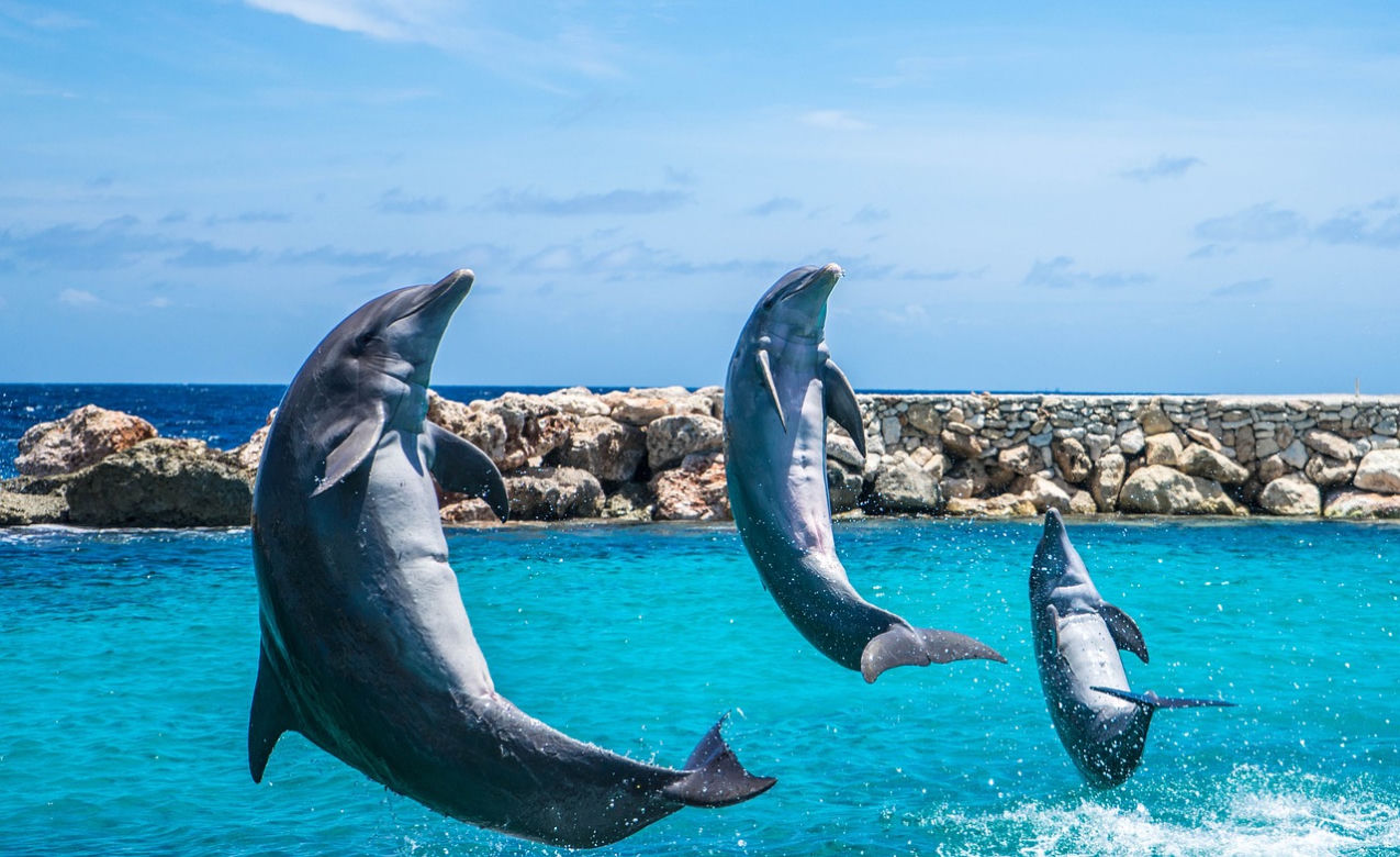 Dolphin show w Turcji