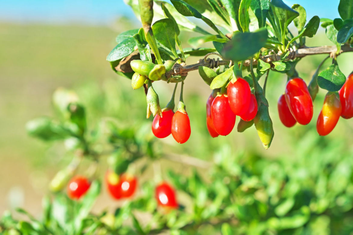 Jagody Goji