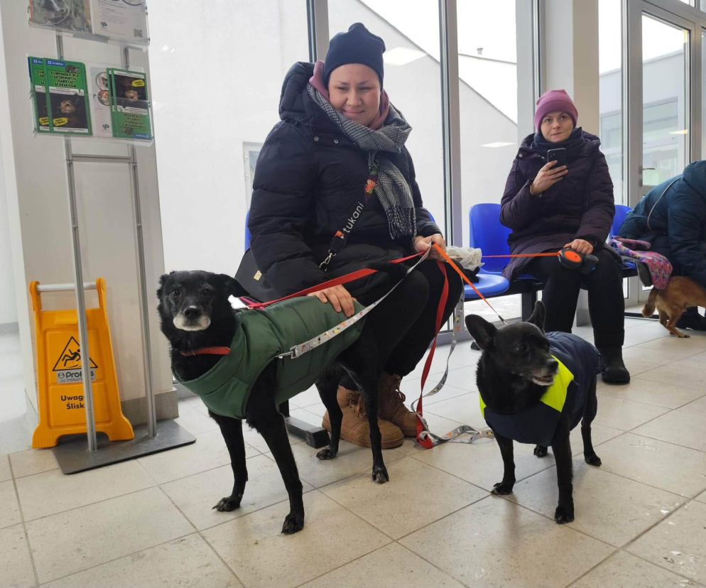 Los psiaka poruszył tysiące ludzi. 13-letnia Ksena ze schroniska w Krakowie wreszcie ma dom