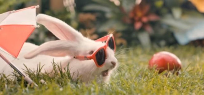 Spot z królikami - dlaczego ministerstwo obraża Polaków reklamą?  