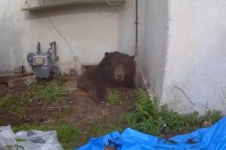 Niedźwiedż wprowadził mi się do domu. Dziki lokator nagrany!