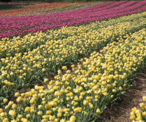 Tulipany na polach w Chrzypsku Wielkim