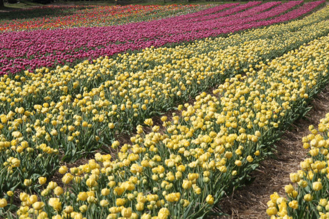 Tulipany na polach w Chrzypsku Wielkim