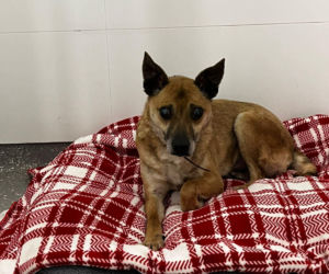 Świąteczny cud Zefira. Niewidomy pies znalazł dom dzięki jednemu zdjęciu